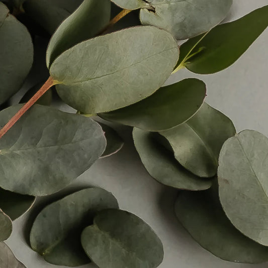 Eucalyptus | Pura Refill