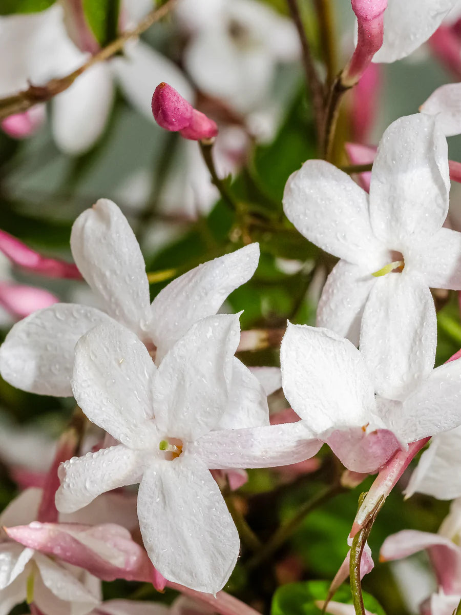 The Smell of Spring | Pura Refill