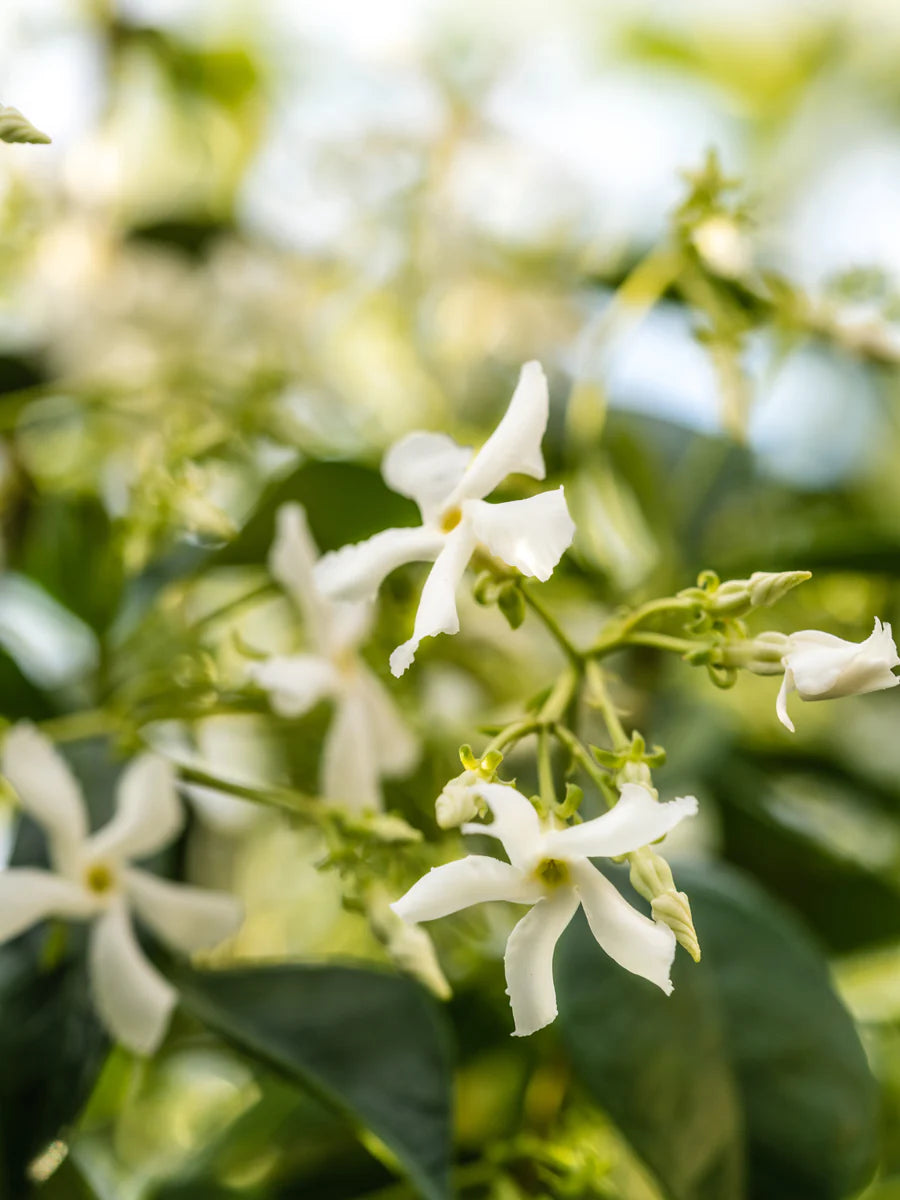 Jasmine Honeysuckle | Pura Refill