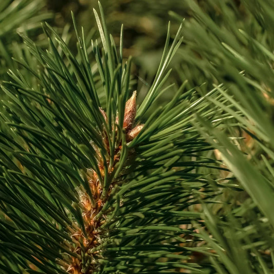 The Smell of Tree | Pura Refill