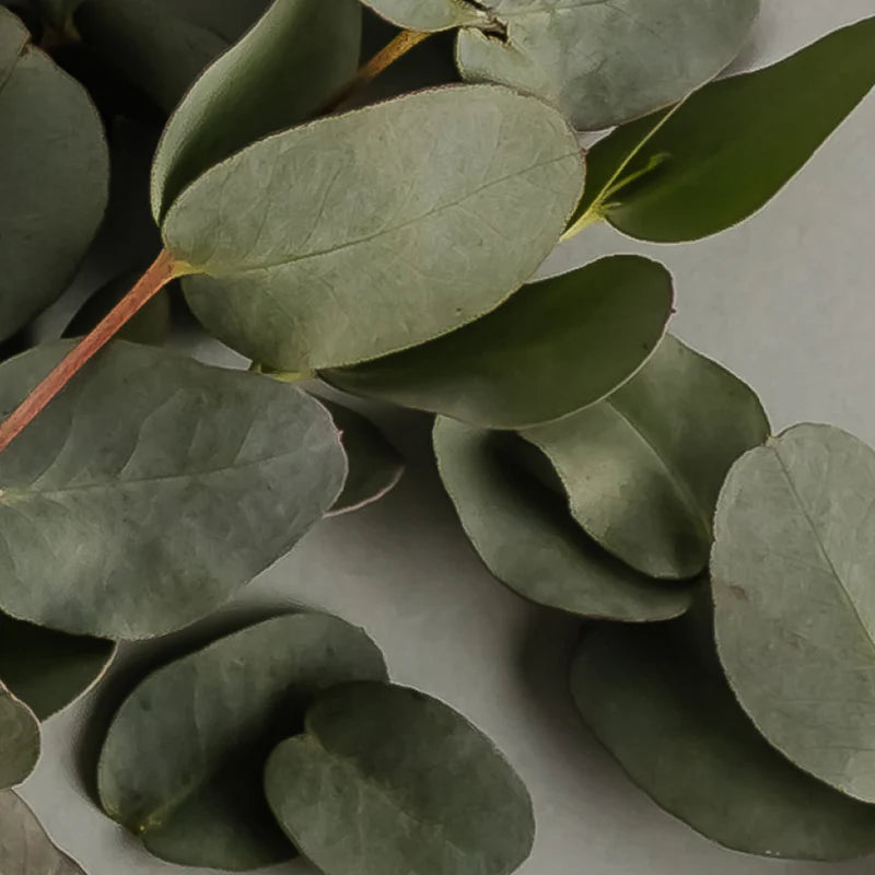 Eucalyptus | Pura Refill