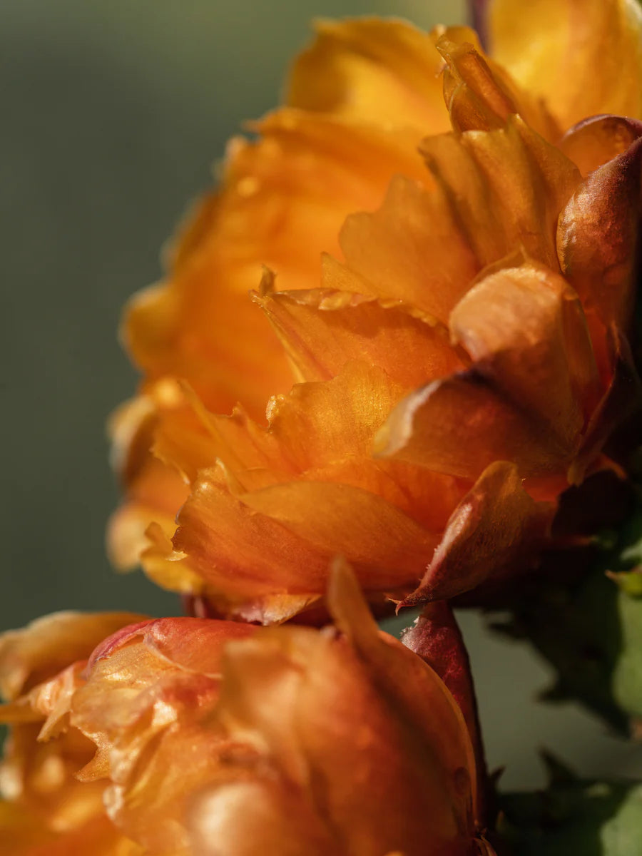 Cactus Flower | Pura Refill