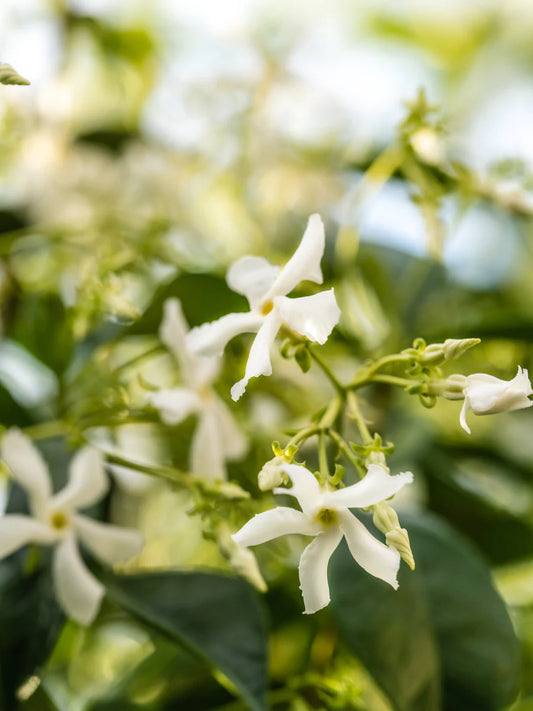 Jasmine Honeysuckle | Pura Refill